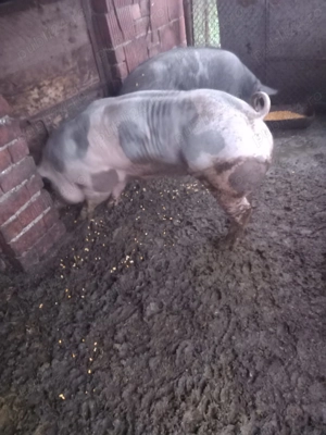 Porc de Crăciun  - imagine 2