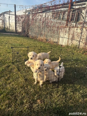 Golden Retriever - Pui - imagine 4