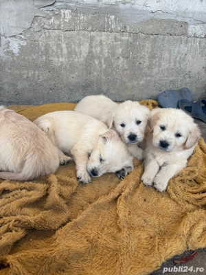Golden Retriever - Pui - imagine 3