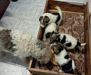 Foxterrier - imagine 2