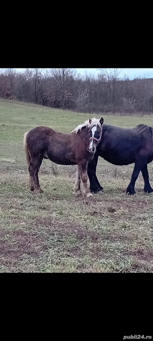 vând manz  - imagine 2