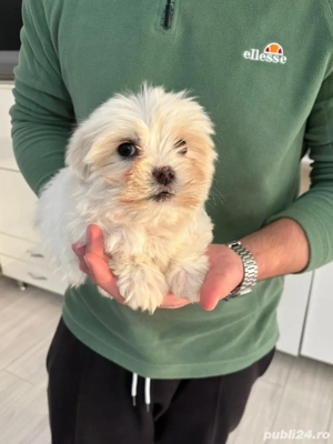 bichon maltez alb 2 luni