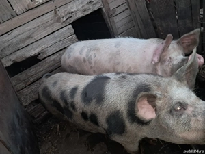 Porci mari de vânzare  - imagine 5