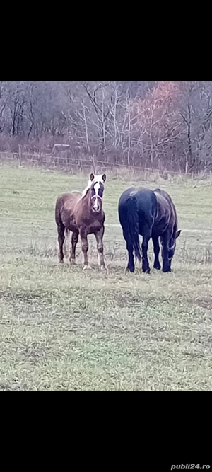 vând manz  - imagine 4