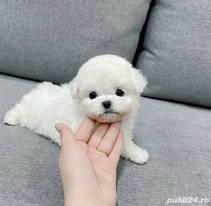 Bichon Maltez Mini Toy  - imagine 5
