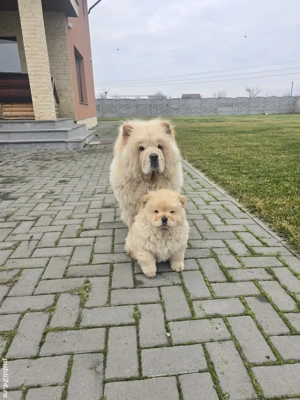 chow chow de vanzare