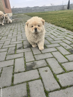 chow chow de vanzare - imagine 3