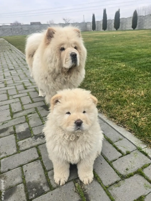 chow chow de vanzare - imagine 2