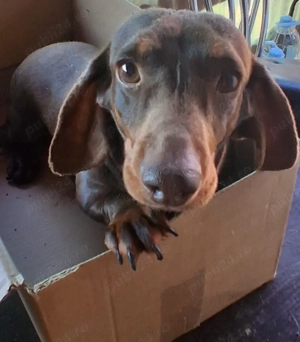 Vând Teckel Mascul Ciocolatiu de 3 ani - imagine 3