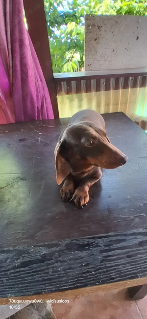 Vând Teckel Mascul Ciocolatiu de 3 ani - imagine 4