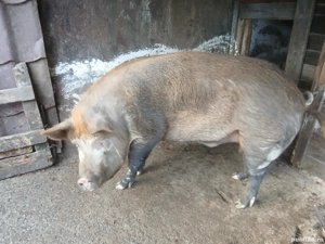 vand porc 250-270 kg 13 lei kg