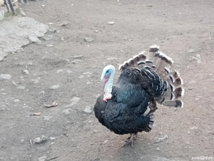 curcani  bio  - imagine 3