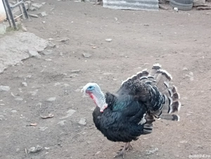 curcani  bio  - imagine 2