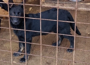 Cățelușa ciobănesc german linie de lucru  - imagine 3