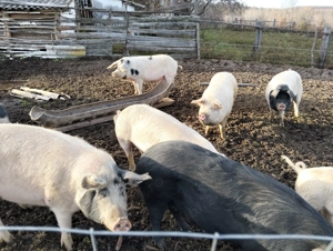 Porci de vânzare  - imagine 2