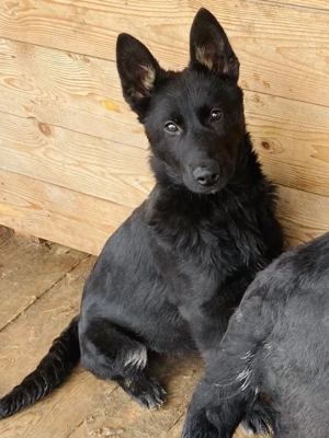 Cățelușa ciobănesc german linie de lucru  - imagine 2