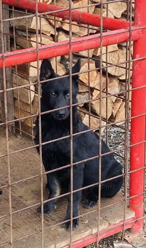 Cățelușa ciobănesc german linie de lucru 