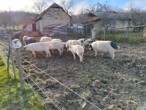 Porci de vânzare  - imagine 3