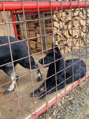 Cățelușa ciobănesc german linie de lucru  - imagine 4