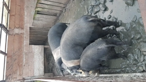 Porci Bazna de vânzare  - imagine 2