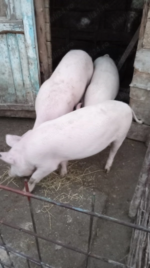 Porci de vânzare de curte 