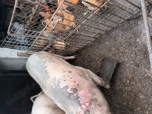 Vînd porci crescuți în sistem gospodăresc. - imagine 3