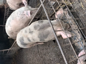 Vînd porci crescuți în sistem gospodăresc. - imagine 2