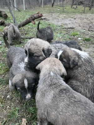 Pui de vanzare metis asia centrala cu kangal - imagine 10