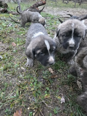 Pui de vanzare metis asia centrala cu kangal - imagine 9