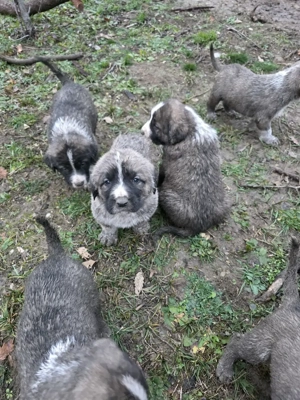 Pui de vanzare metis asia centrala cu kangal - imagine 6