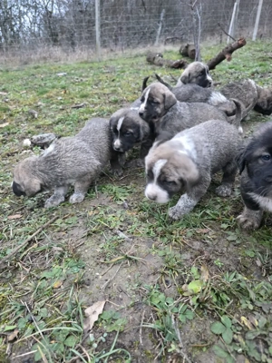 Pui de vanzare metis asia centrala cu kangal - imagine 8