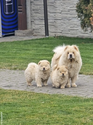chow chow de vanzare - imagine 4