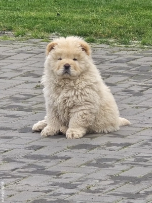 chow chow de vanzare - imagine 5