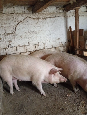 Porci crescuți în gospodărie de vânzare ! - imagine 3