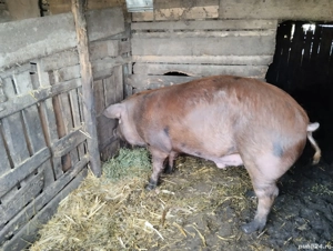 Ultimul! 170. kg. - imagine 4