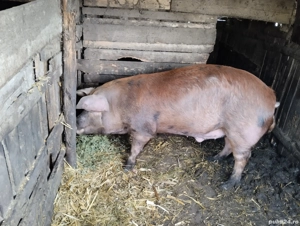 Ultimul! 170. kg. - imagine 2