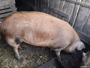 Ultimul! 170. kg. - imagine 3