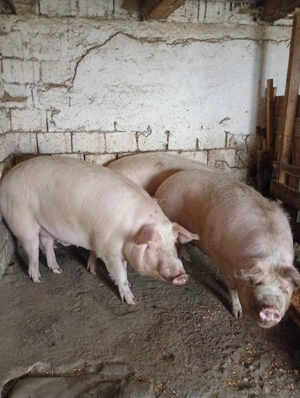Porci crescuți în gospodărie de vânzare ! - imagine 2