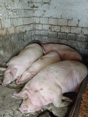 Porci crescuți în gospodărie de vânzare ! - imagine 4