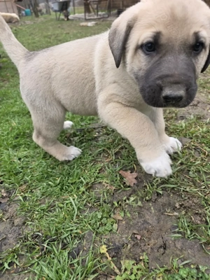 Pui kangal de vanzare - imagine 2