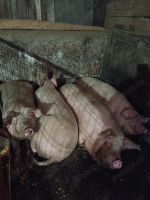 Porci crescuți în gospodărie de vânzare ! - imagine 5