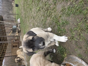 Pui kangal de vanzare - imagine 3