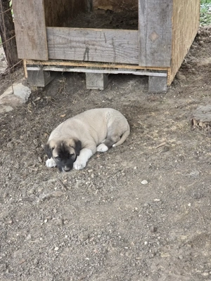 Pui kangal de vanzare - imagine 5