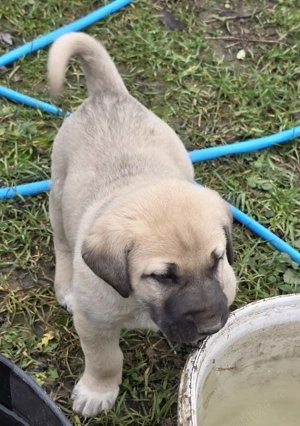 Pui kangal de vanzare - imagine 6