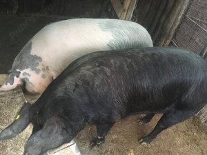 Vand porci cu greutatea de 150-180 kg - imagine 2