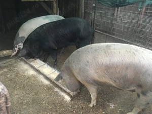 Vand porci cu greutatea de 150-180 kg - imagine 3