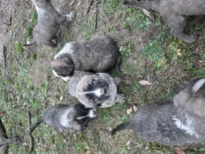 Femela metis alabai cu 8 pui mici de vanzare - imagine 4