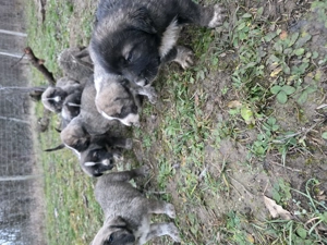 Femela metis alabai cu 8 pui mici de vanzare - imagine 5