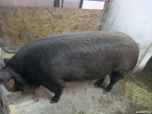 porci de vânzare  - imagine 3