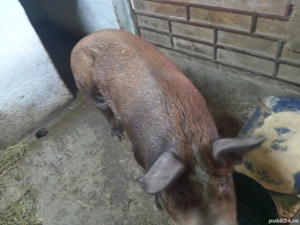 purcea de vînzare  - imagine 2